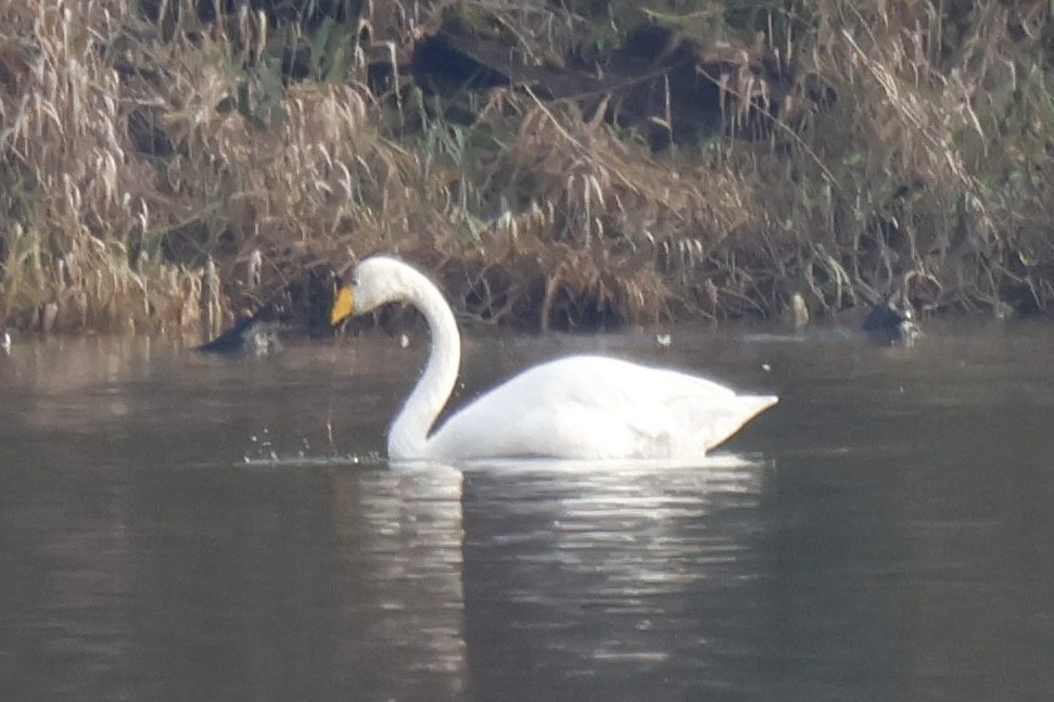 Whooper Swan - ML646195673