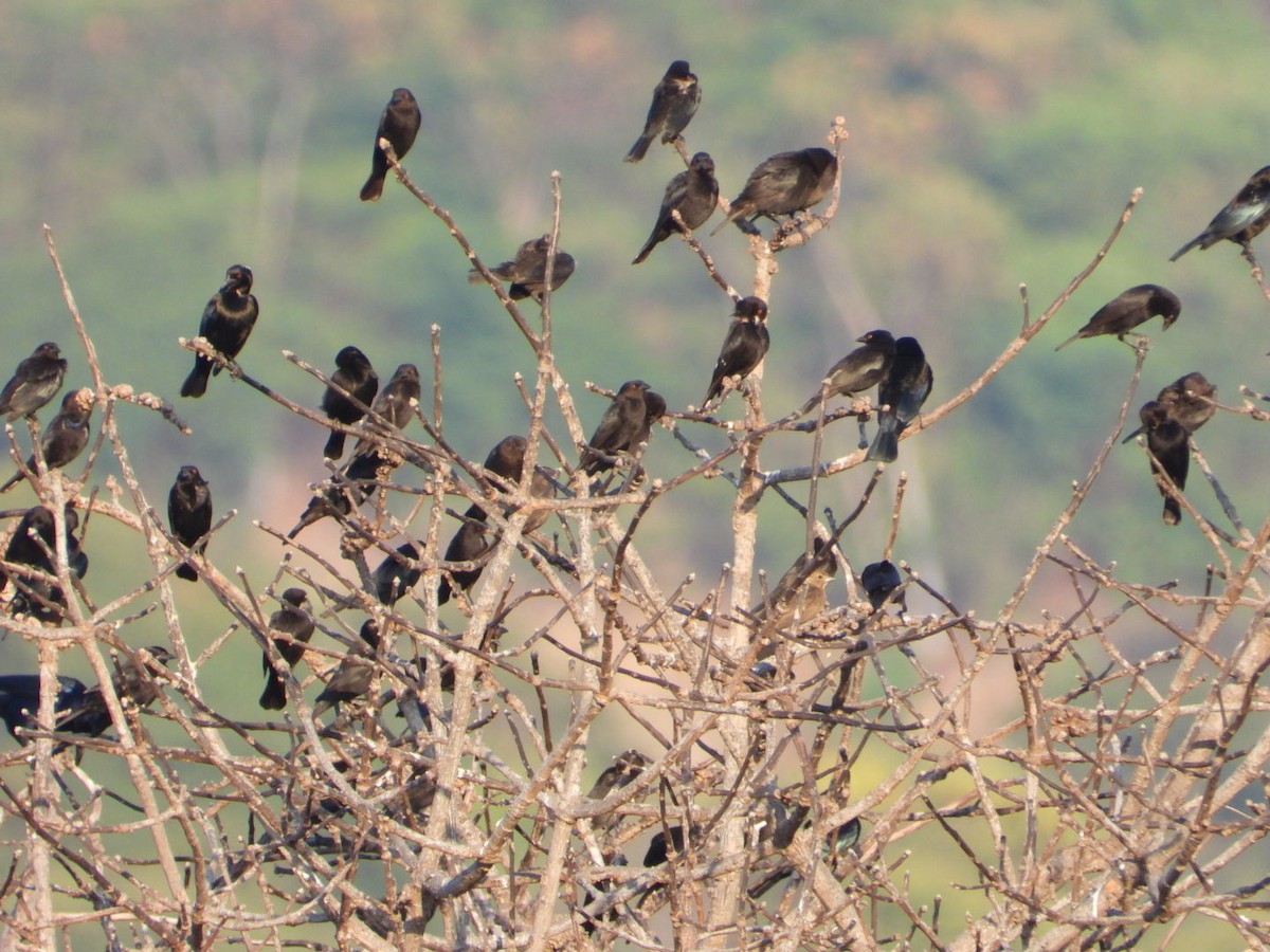 Красноглазый трупиал - ML646195676