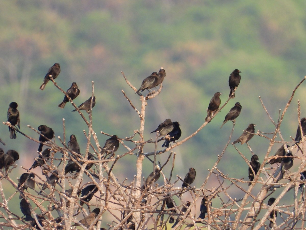 Красноглазый трупиал - ML646195677