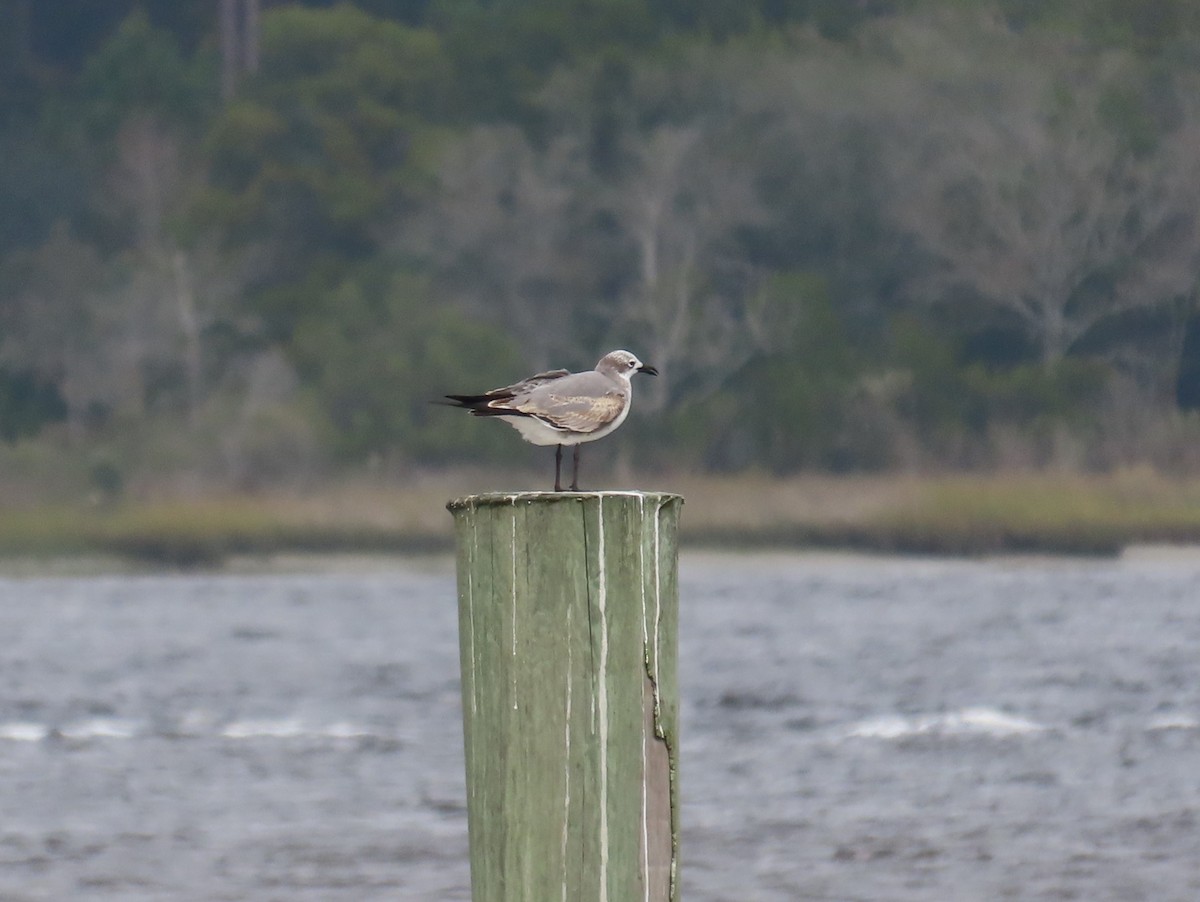 Laughing Gull - ML646195681