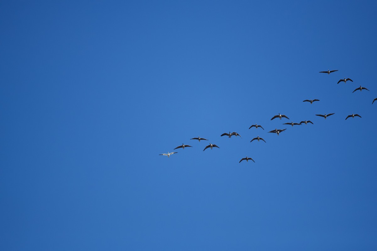 Greater White-fronted Goose - ML646195696