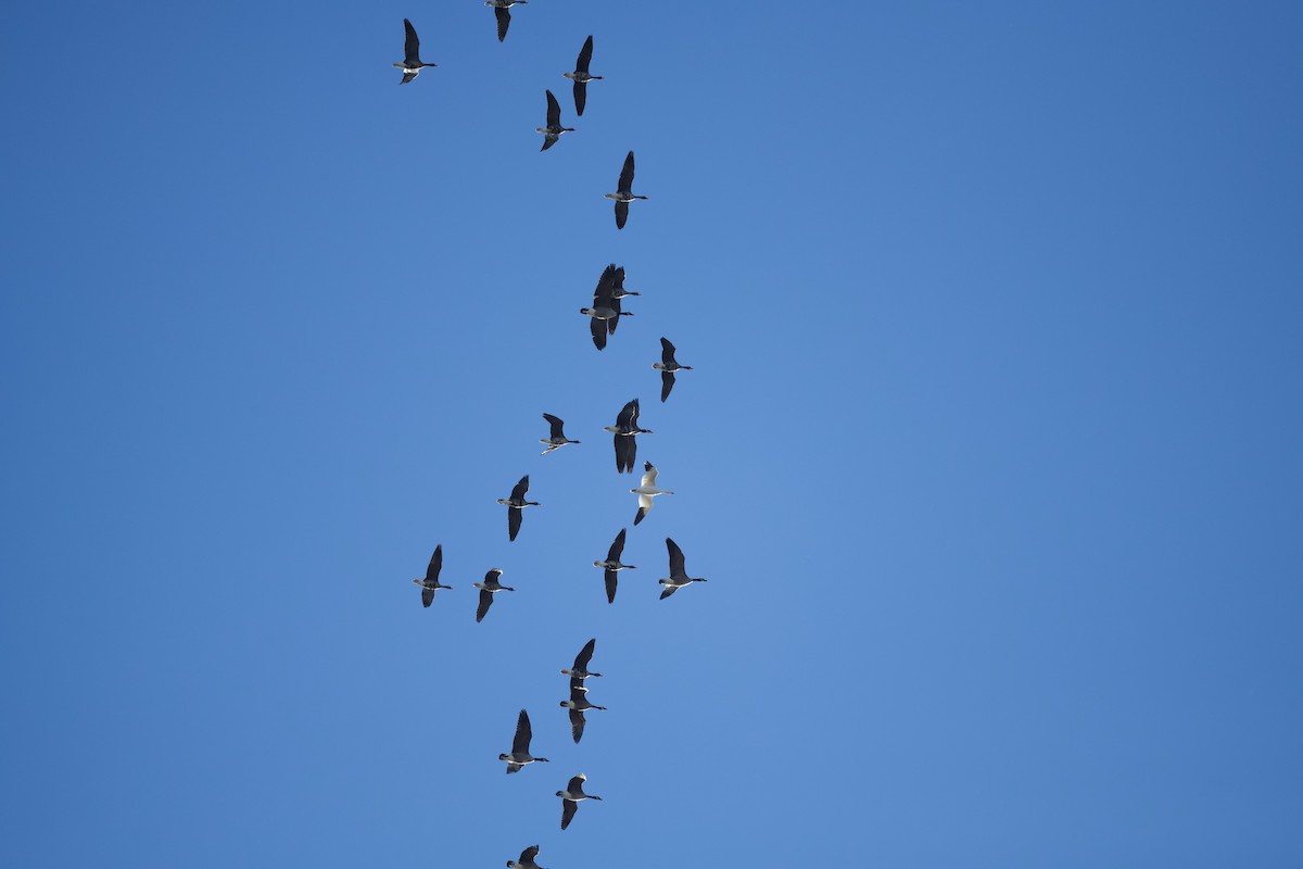 Greater White-fronted Goose - ML646195697