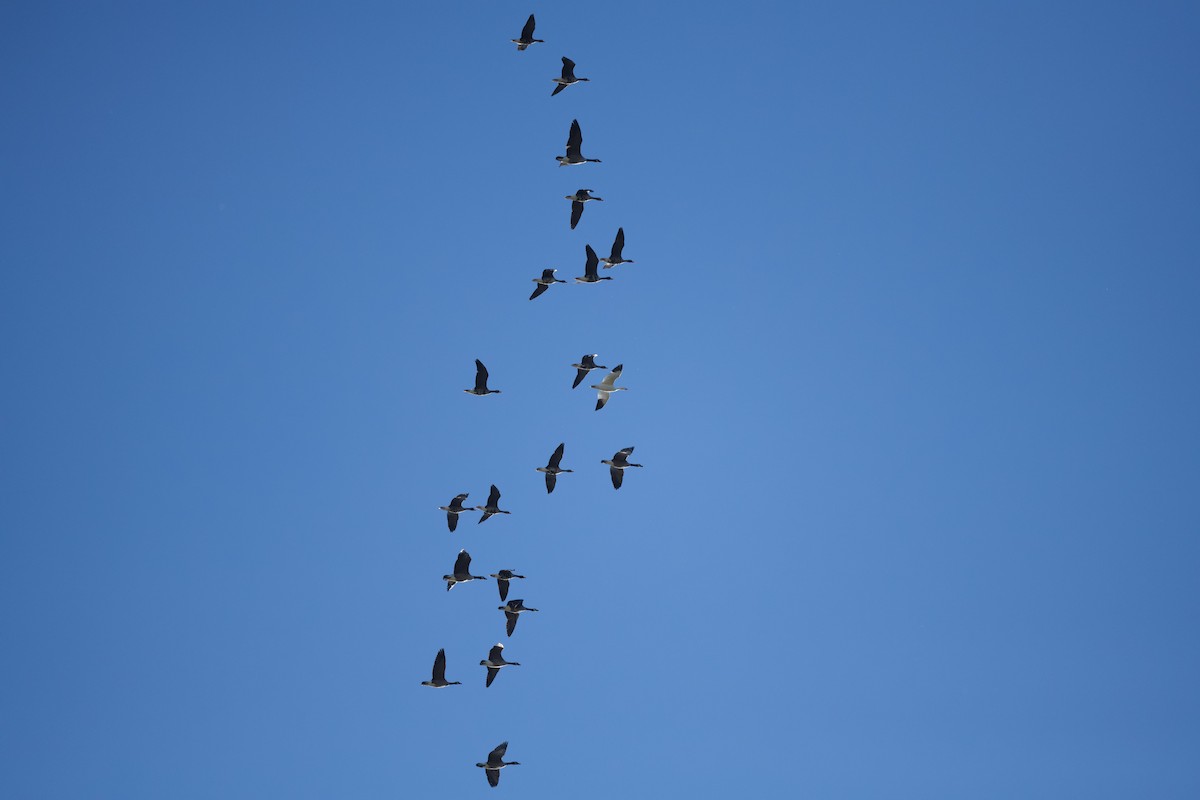 Greater White-fronted Goose - ML646195698