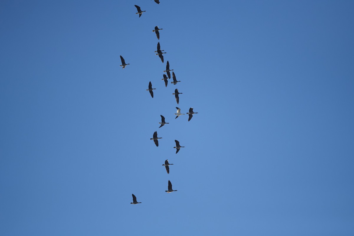 Greater White-fronted Goose - ML646195699