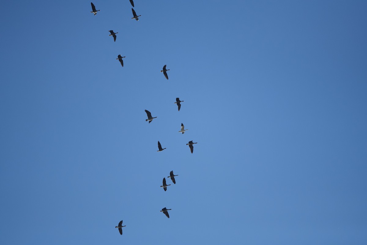 Greater White-fronted Goose - ML646195700