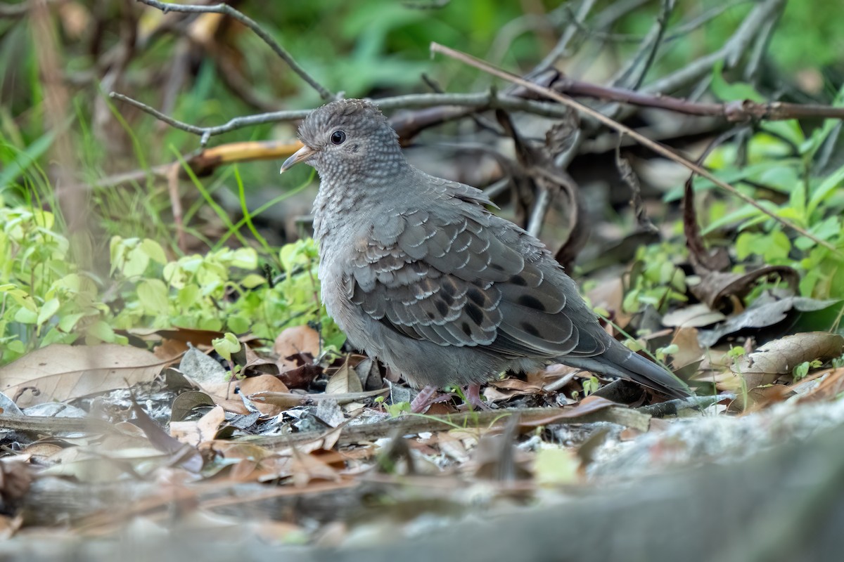 Common Ground Dove - ML646195717