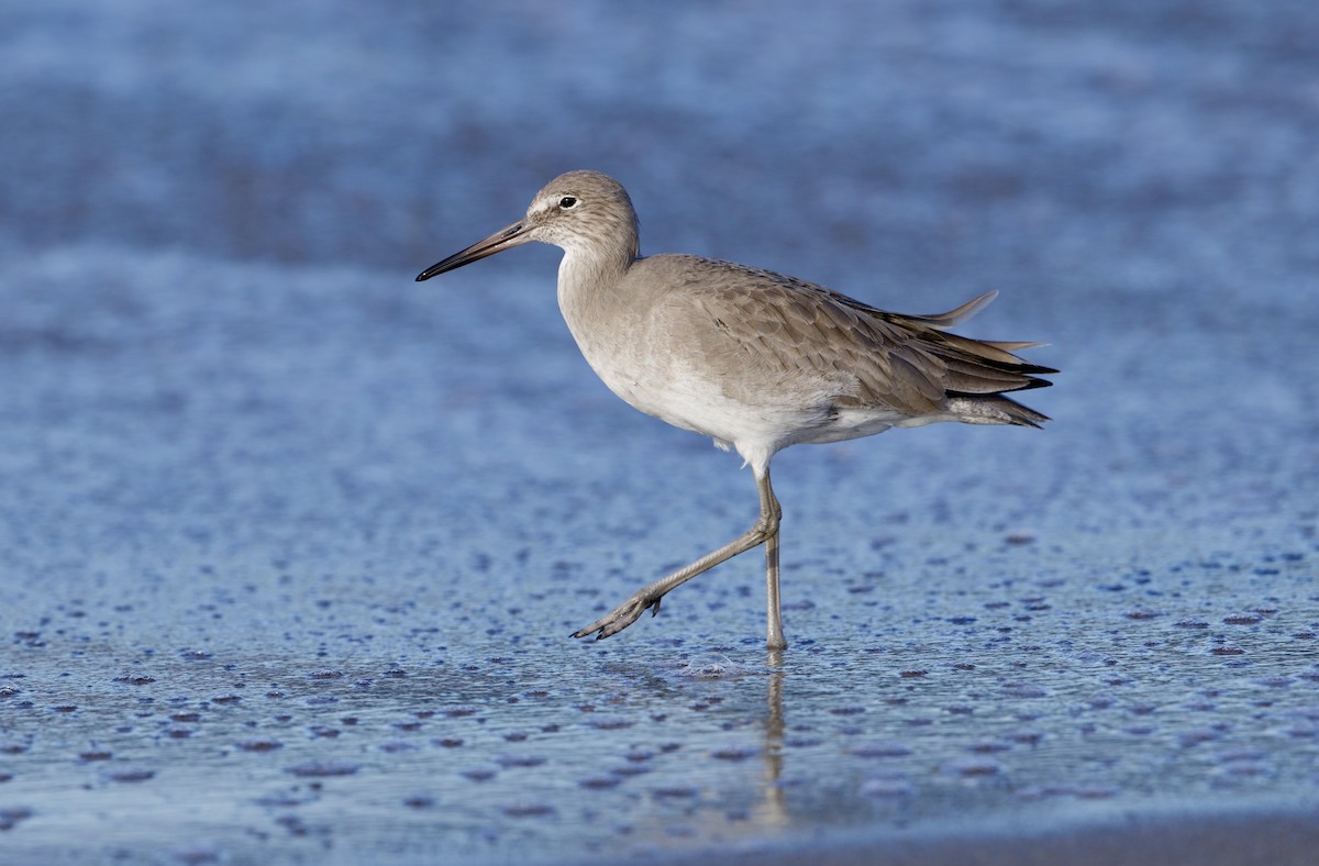 vodouš břehoušovitý - ML646195723