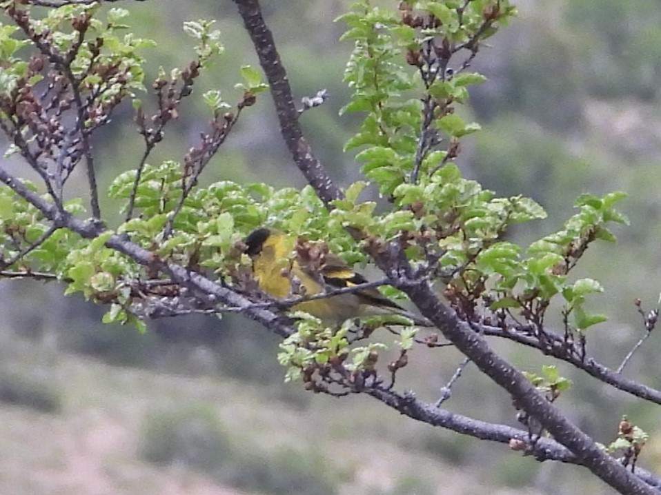 Black-chinned Siskin - ML646195724