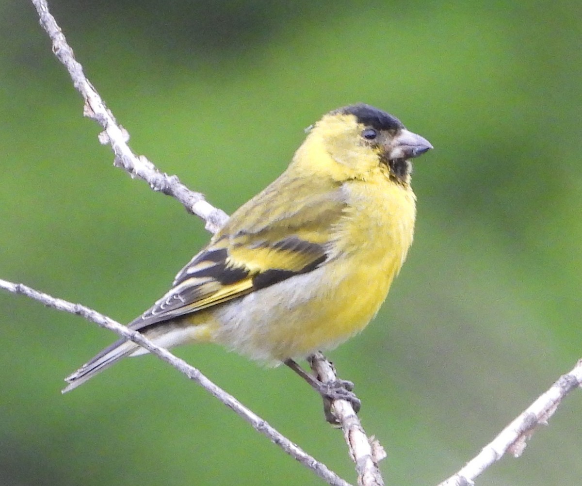 Black-chinned Siskin - ML646195725