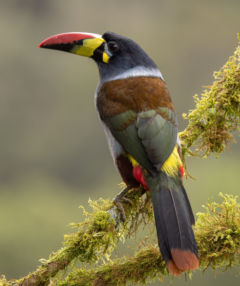 Gray-breasted Mountain-Toucan - ML646195727
