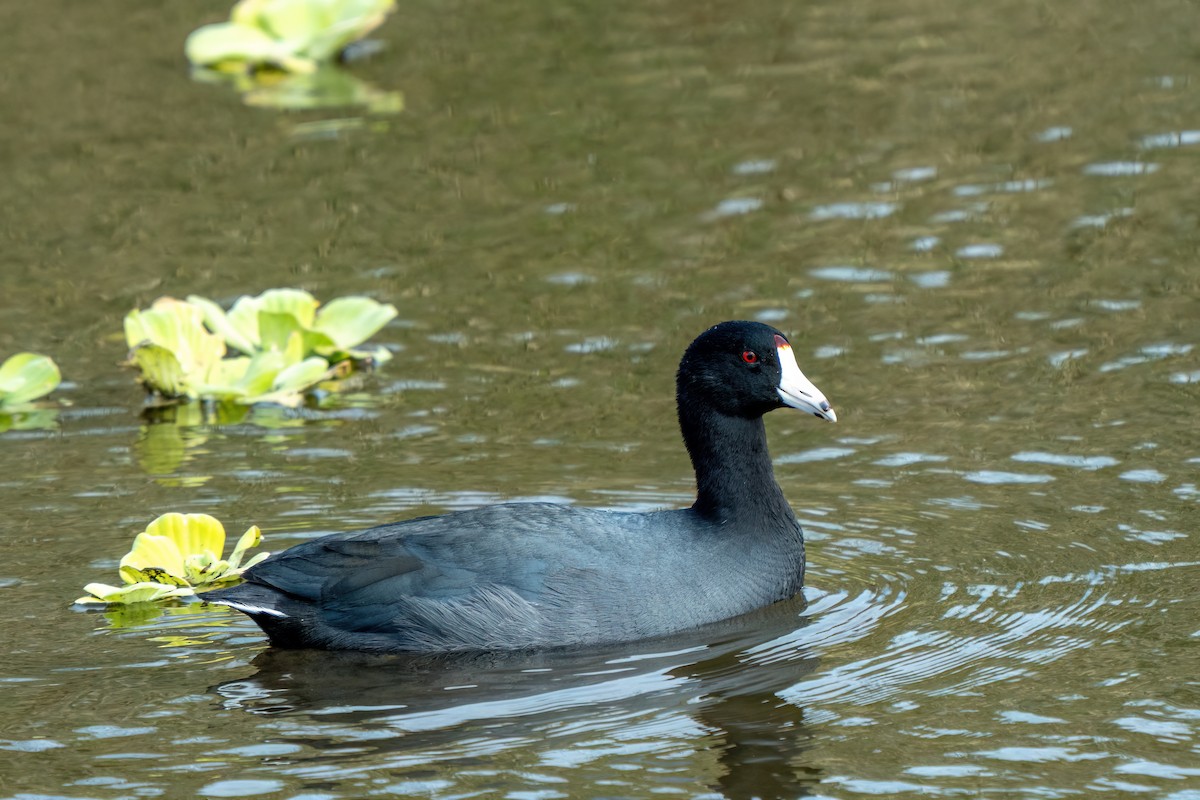 American Coot - ML646195738