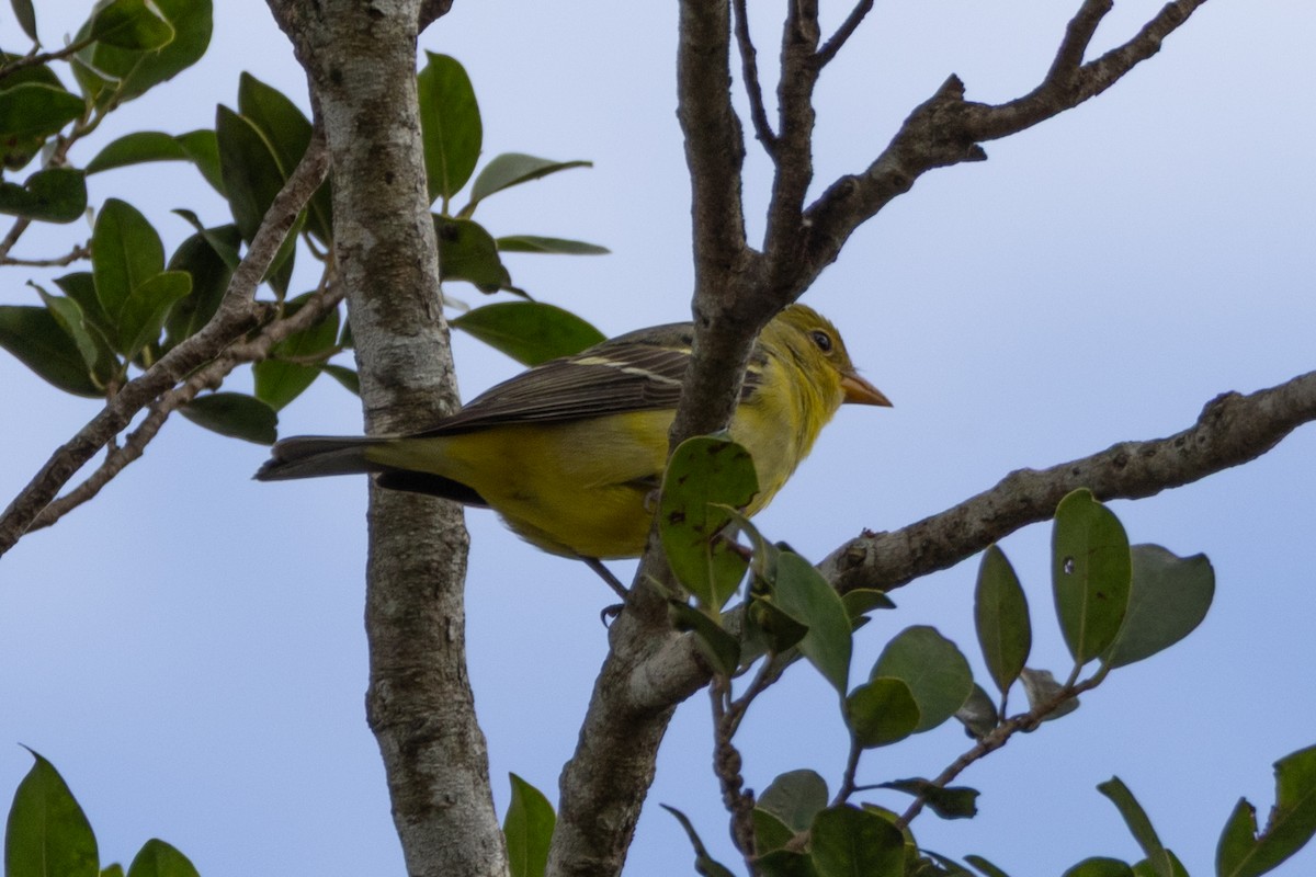 Western Tanager - ML646195741