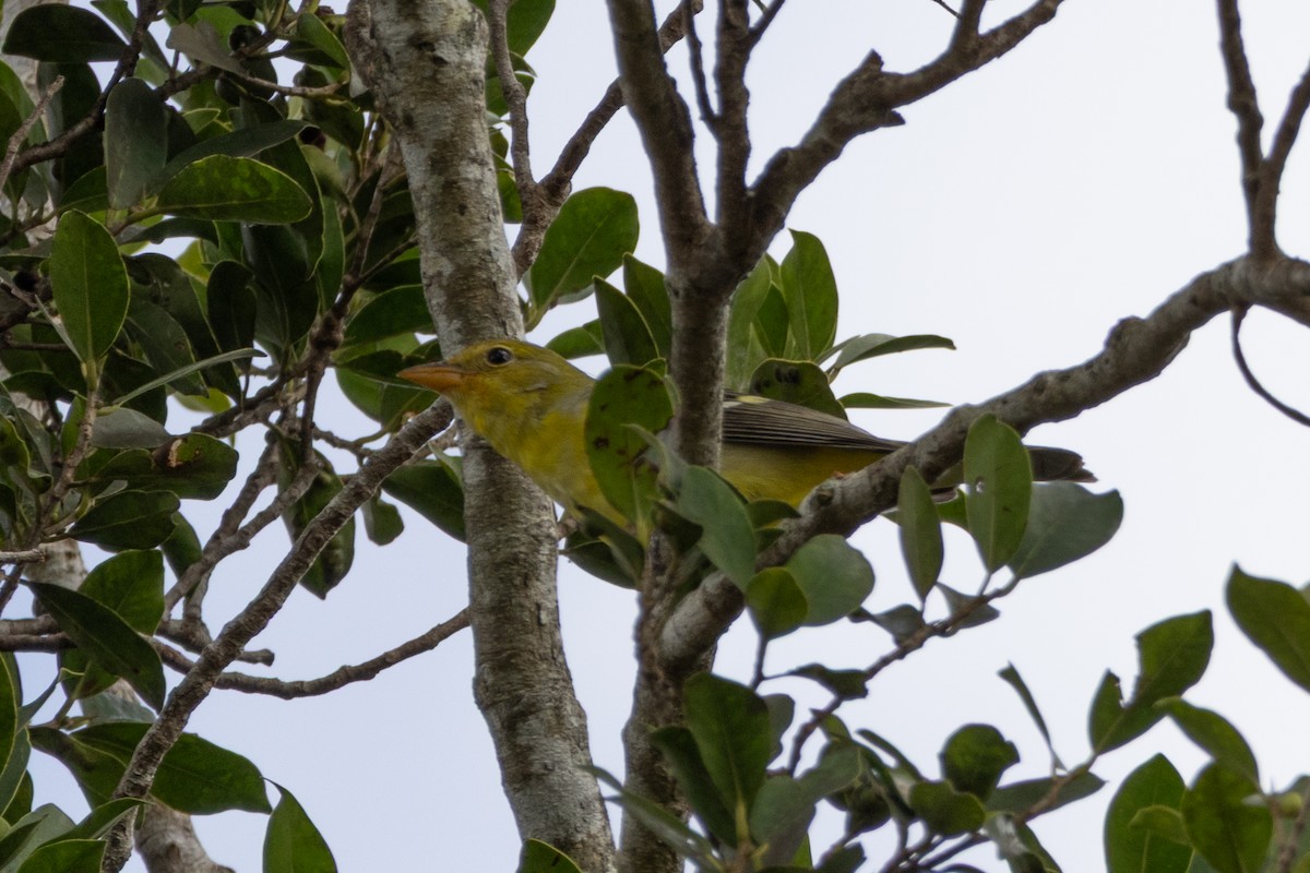 Western Tanager - ML646195742