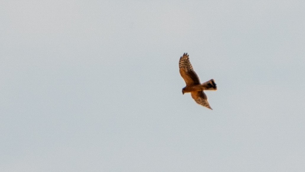 Aguilucho Papialbo - ML646195751