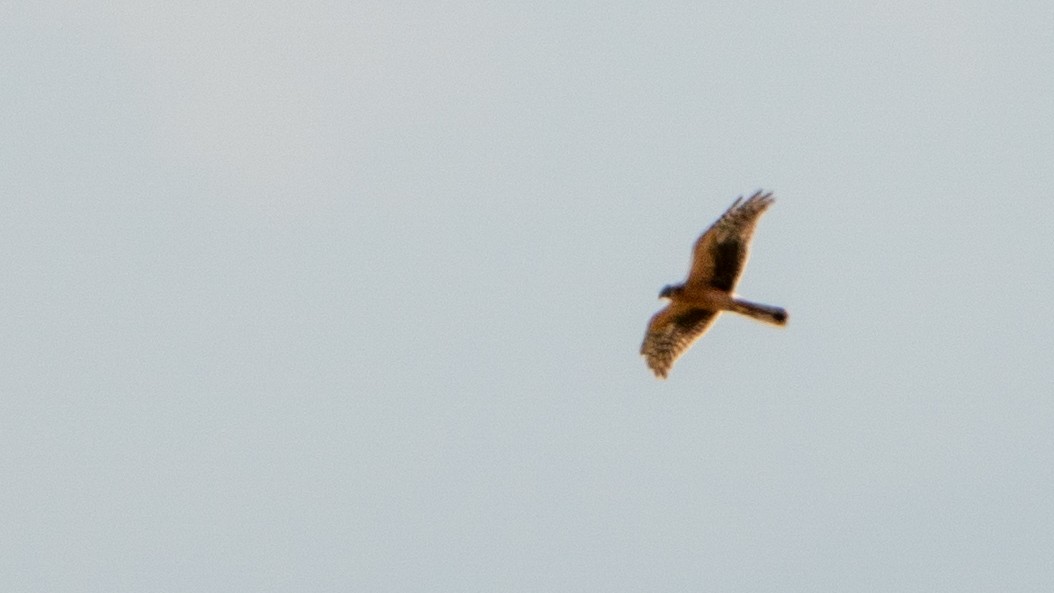 Aguilucho Papialbo - ML646195752