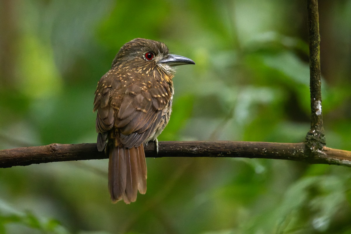 White-whiskered Puffbird - ML646195754