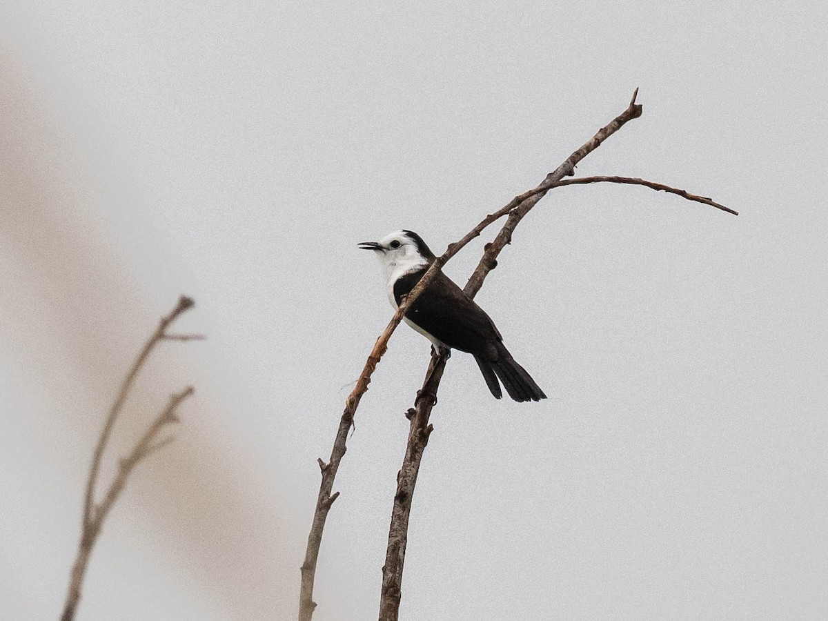 Віюдита чорноспинна - ML646195760