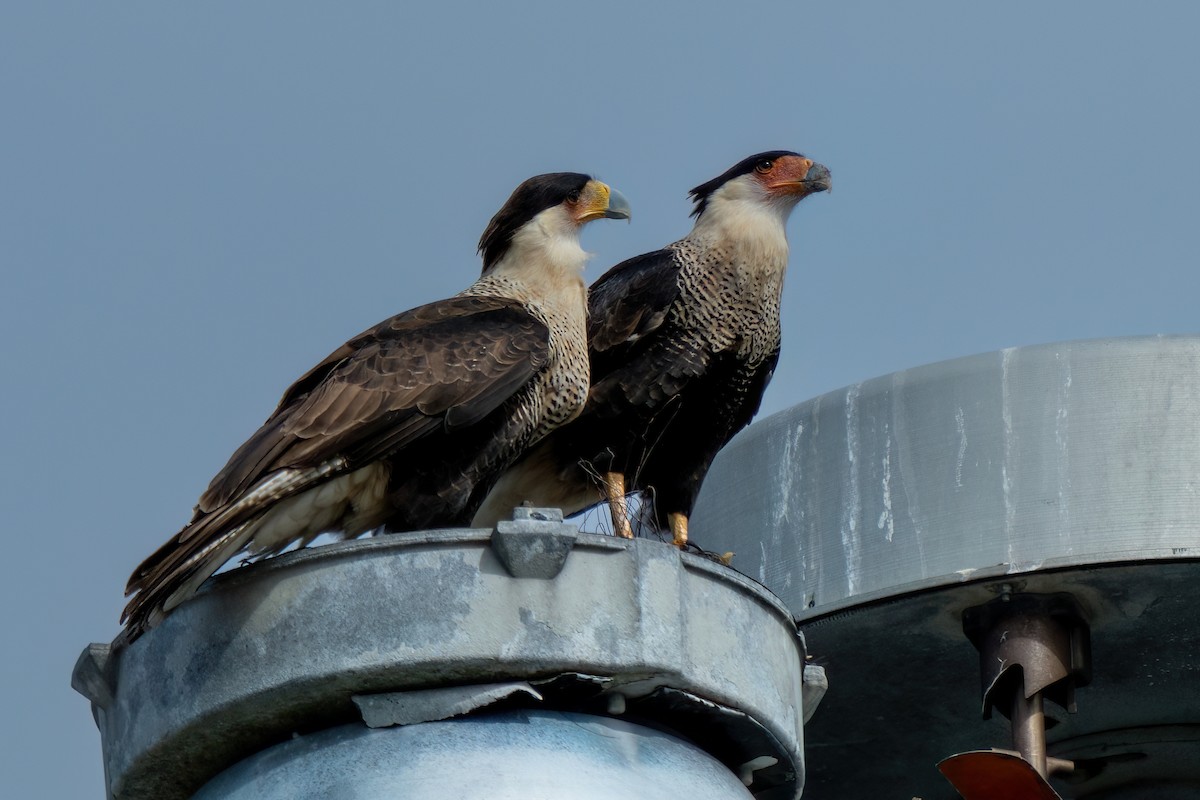 Crested Caracara - ML646195764