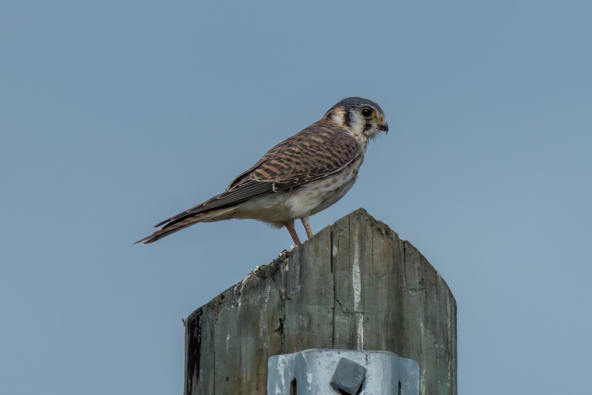 American Kestrel - ML646195770