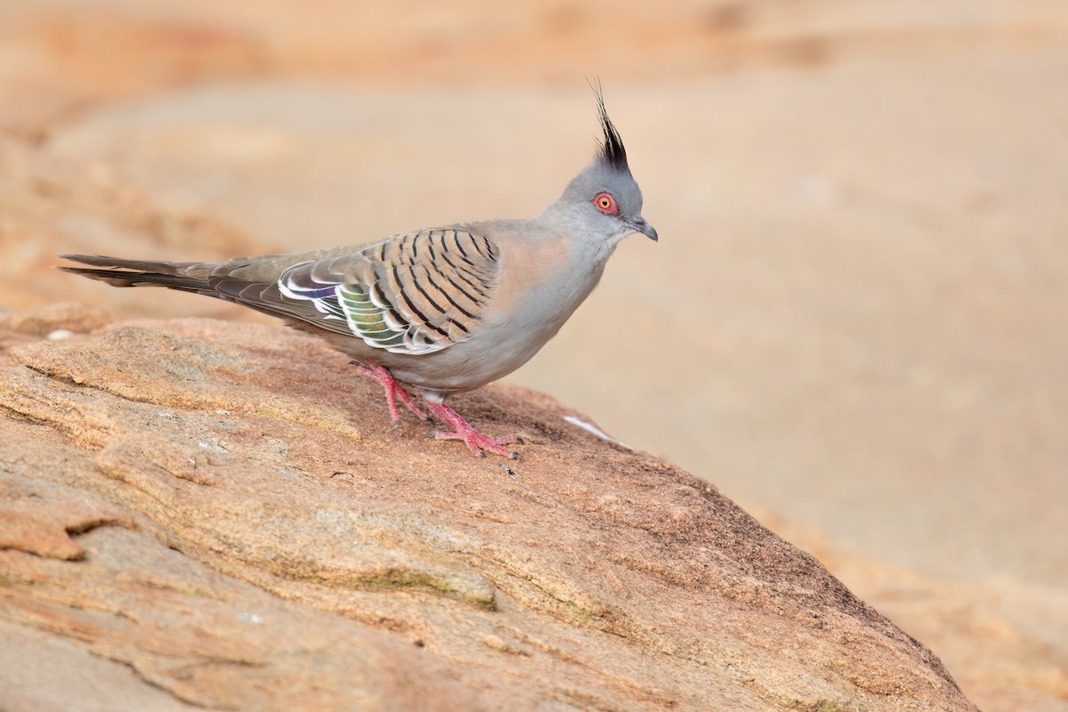Crested Pigeon - ML646195772