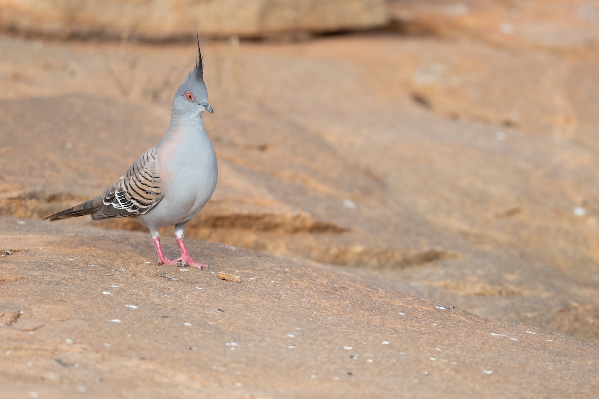 Crested Pigeon - ML646195773