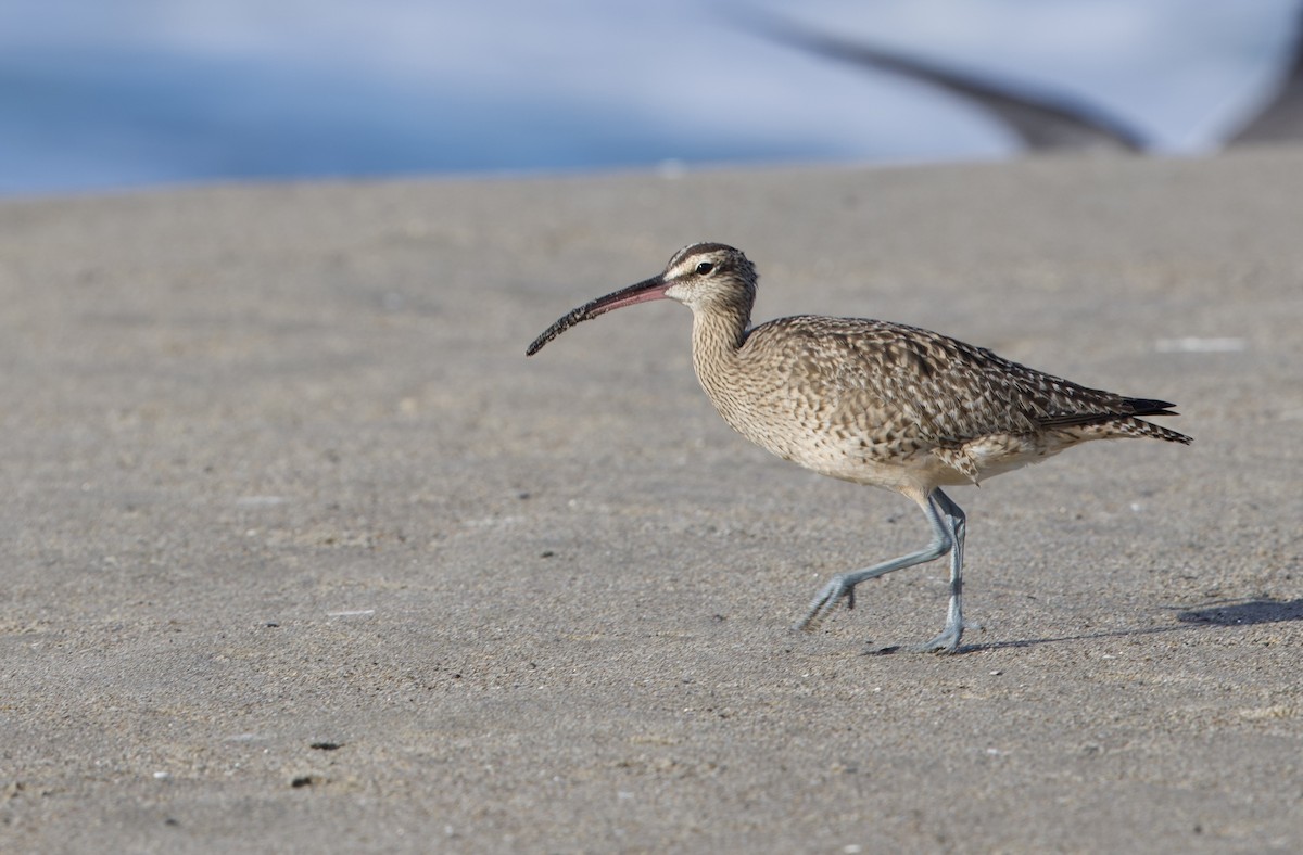 Кульон американський - ML646195780