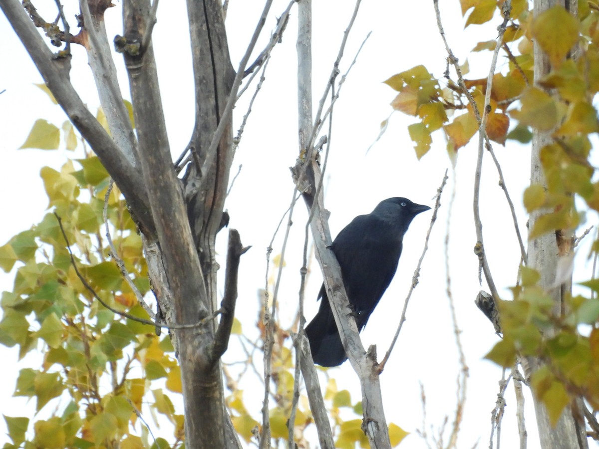 Taccola - ML646195782