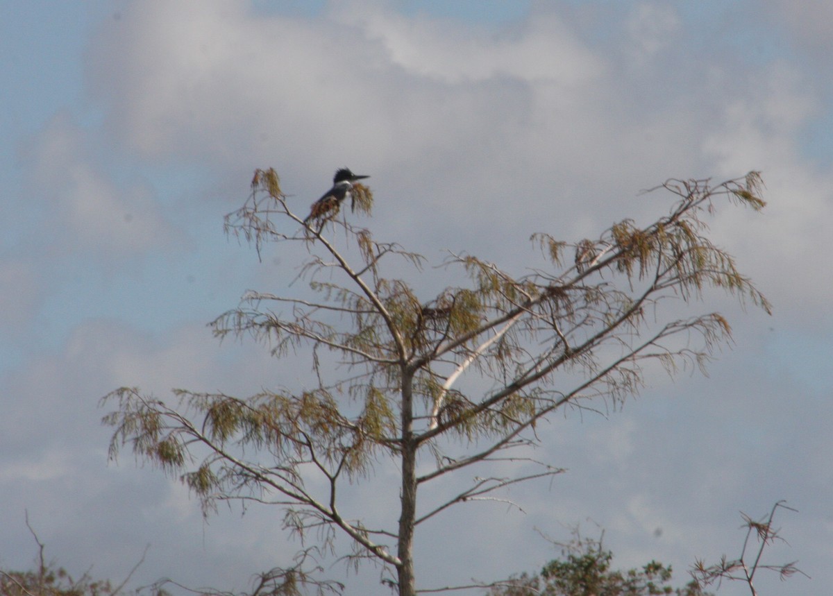 Belted Kingfisher - ML646195783