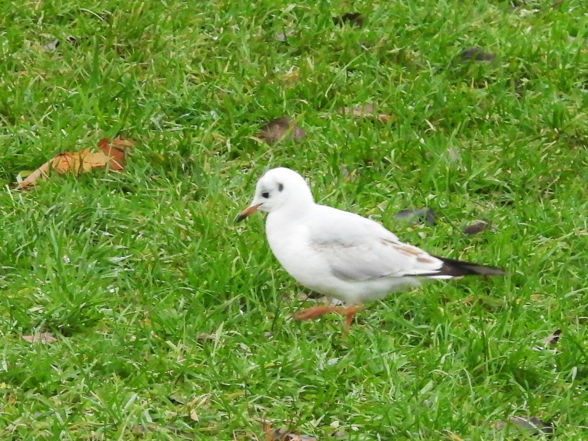 Black-headed Gull - ML646195784