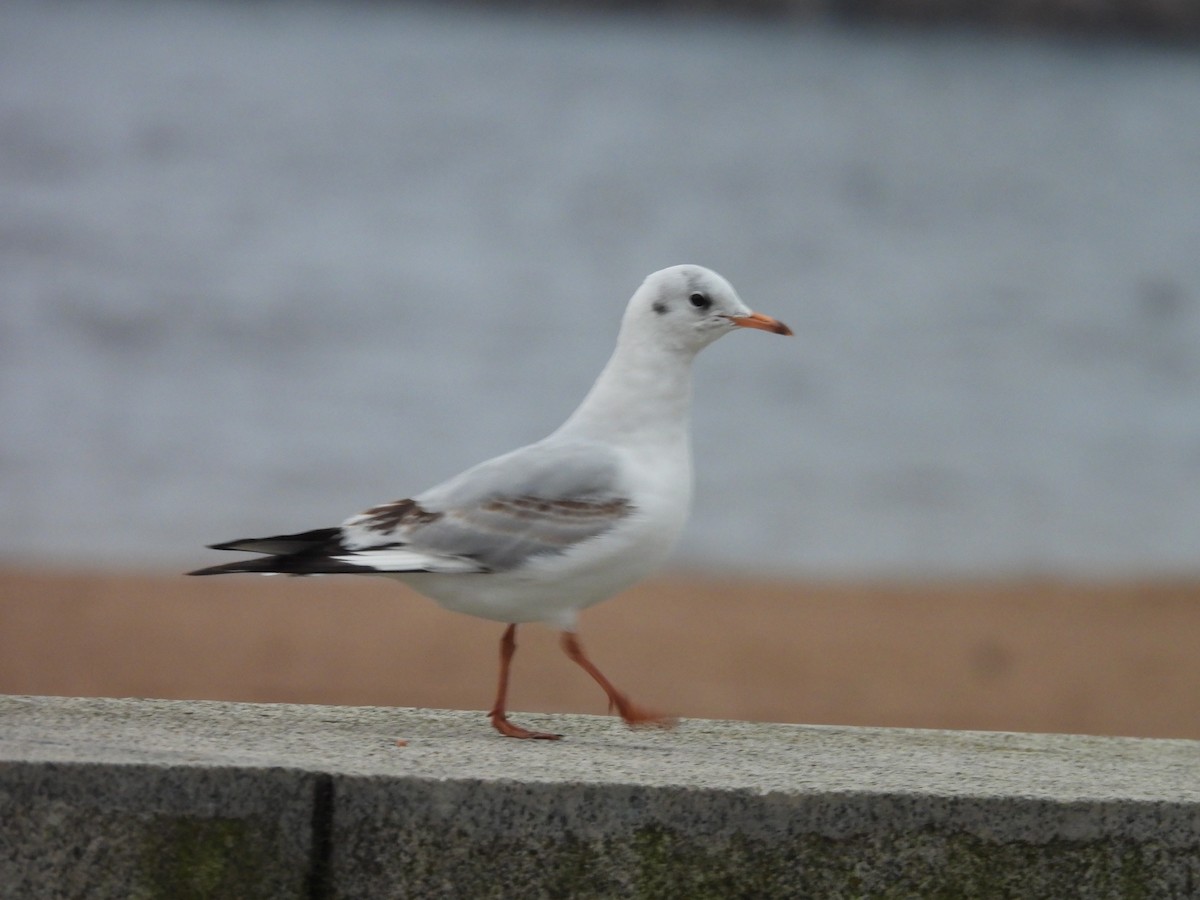 Gabbiano comune - ML646195786