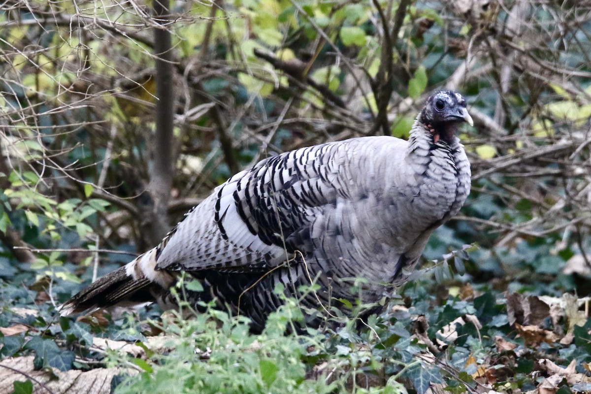 Tacchino selvatico - ML646195787