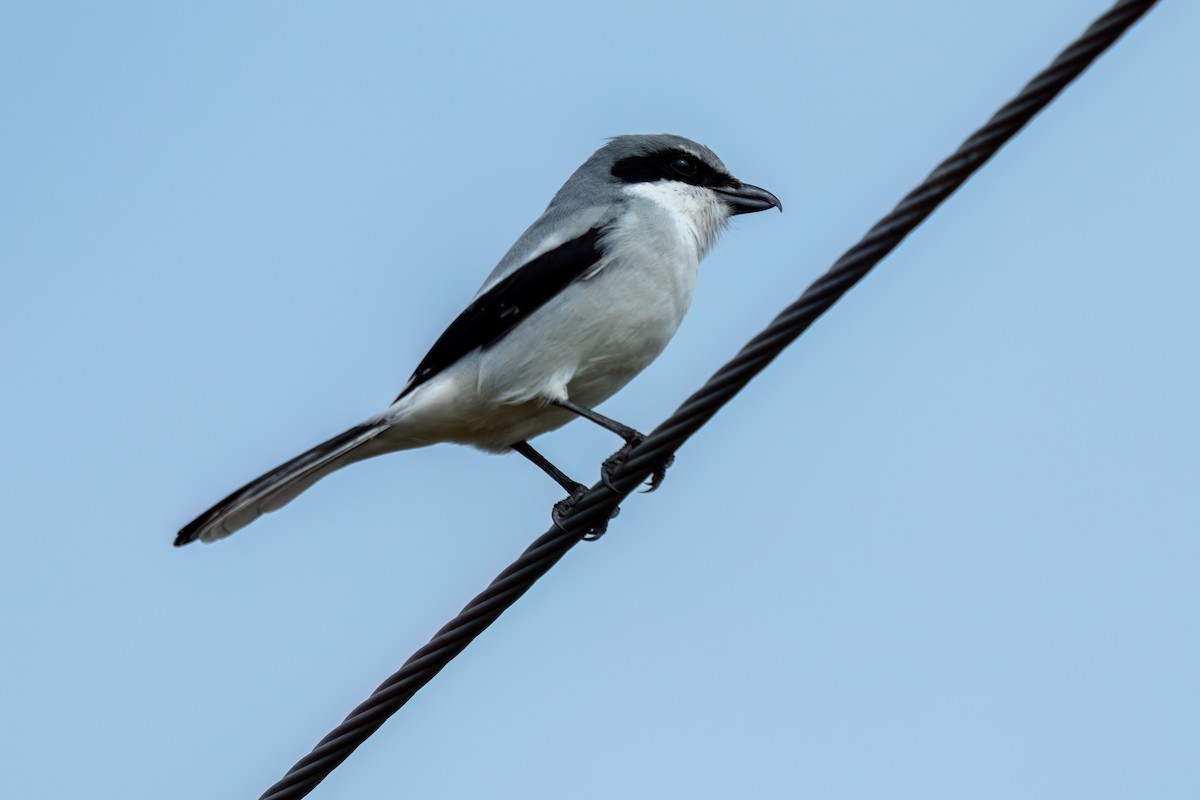 Loggerhead Shrike - ML646195788
