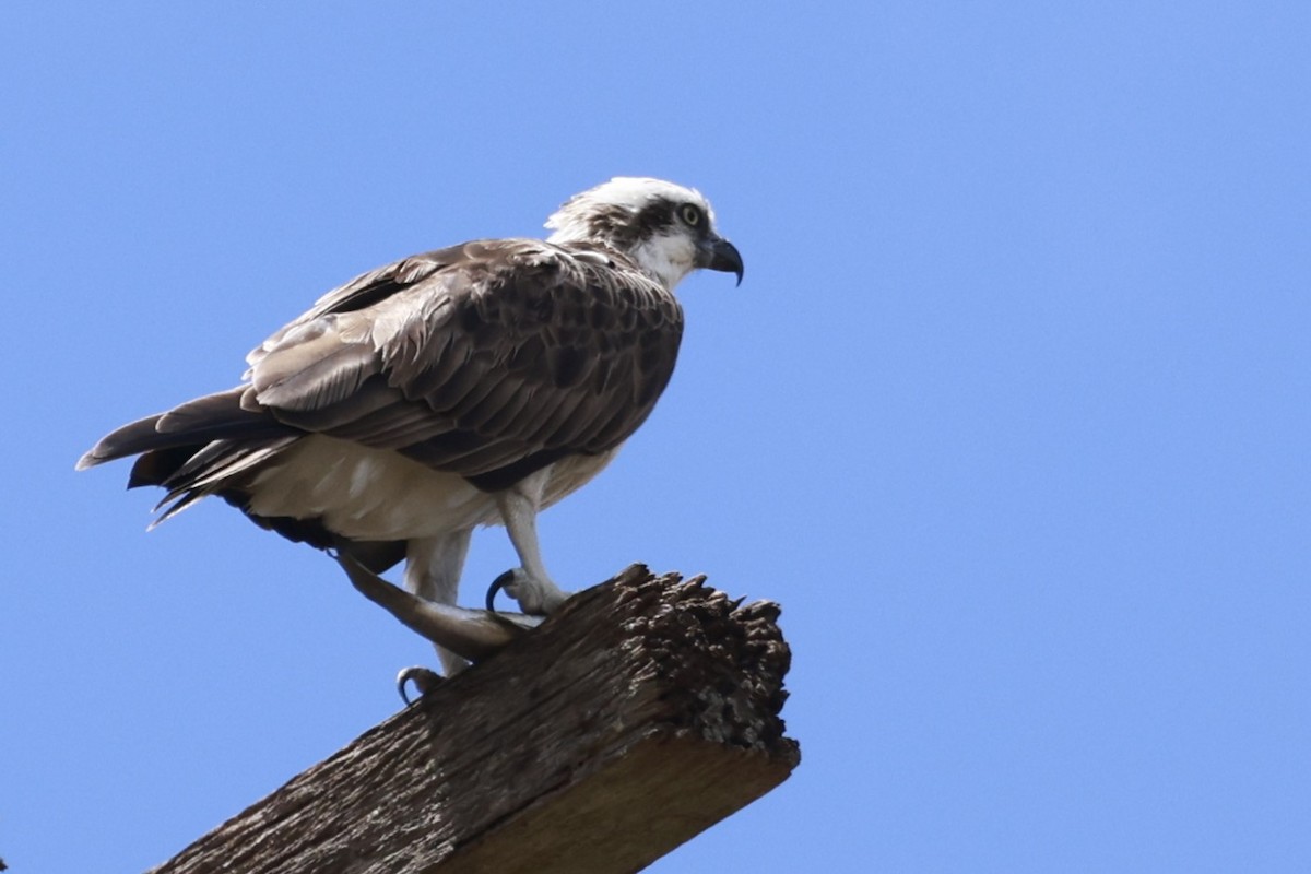 Falco pescatore - ML646195791
