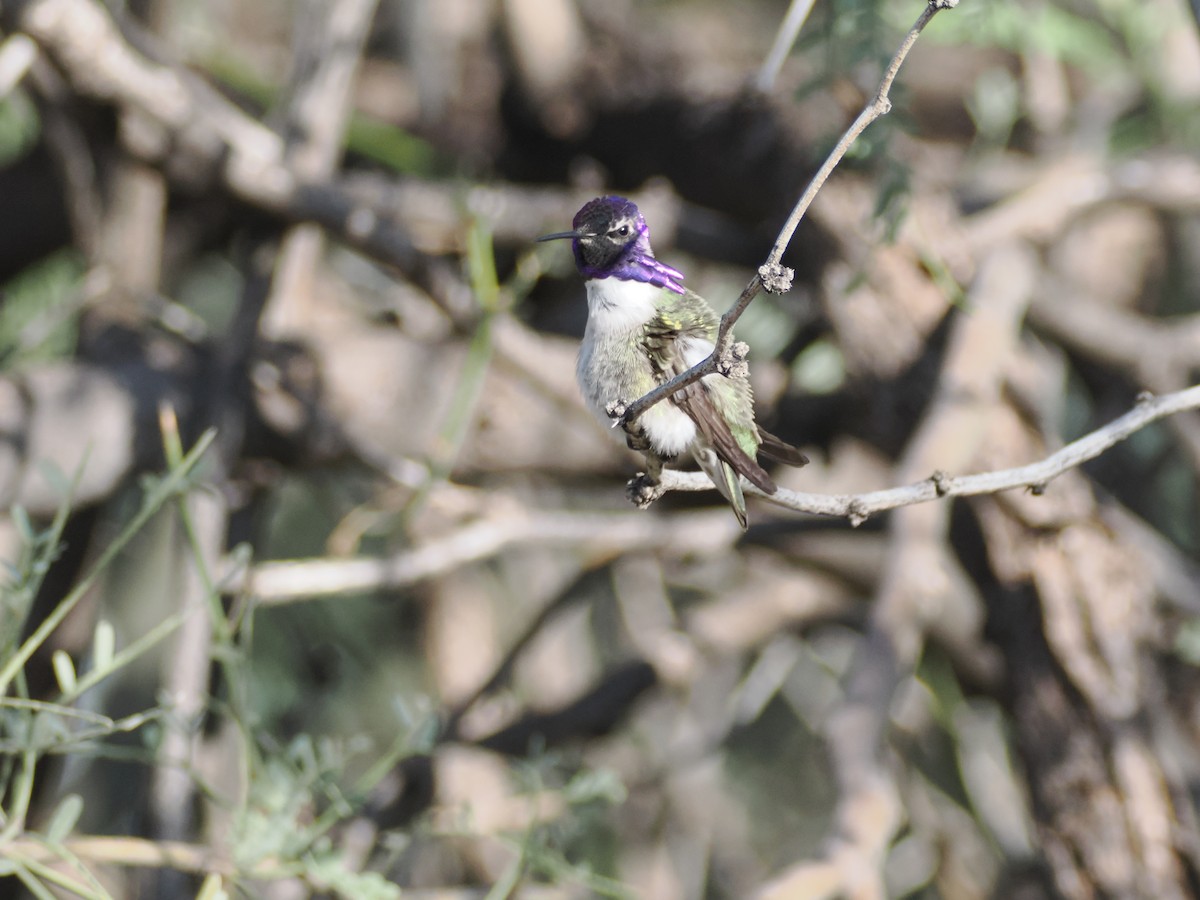 Costa's Hummingbird - ML646195792