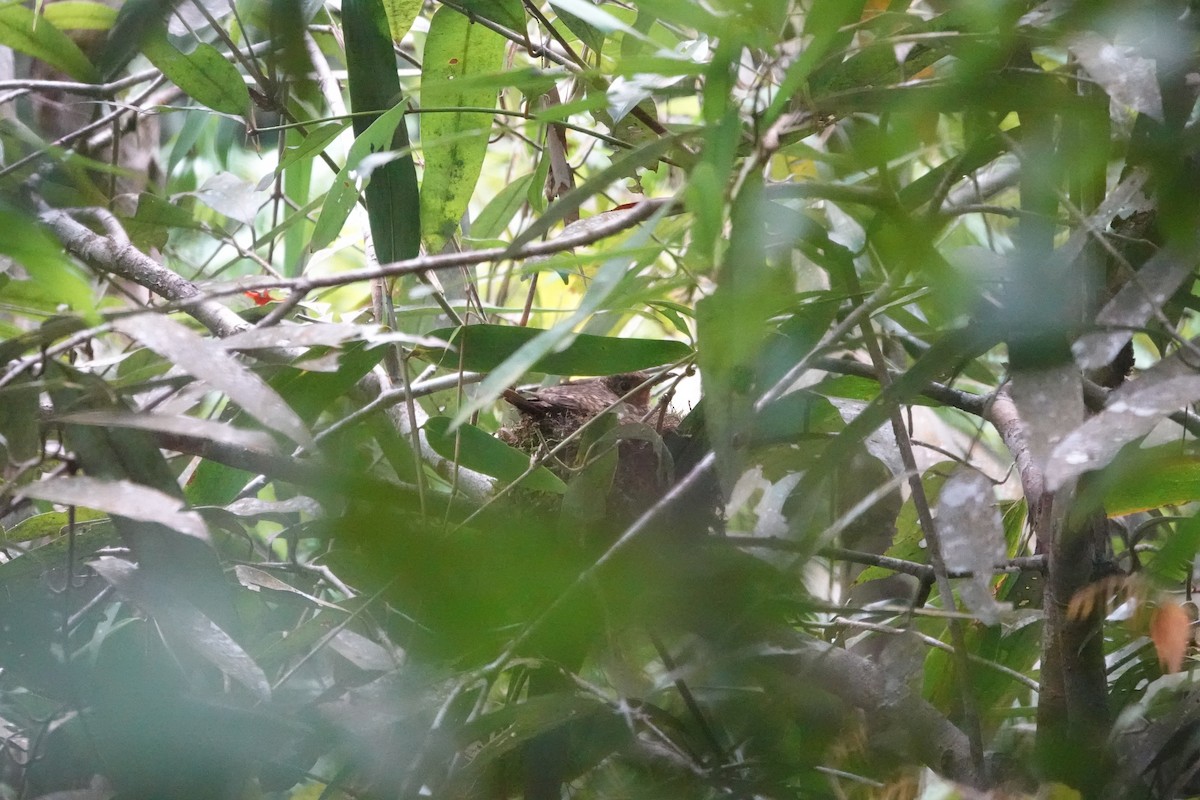 Sri Lanka Thrush - ML646195793
