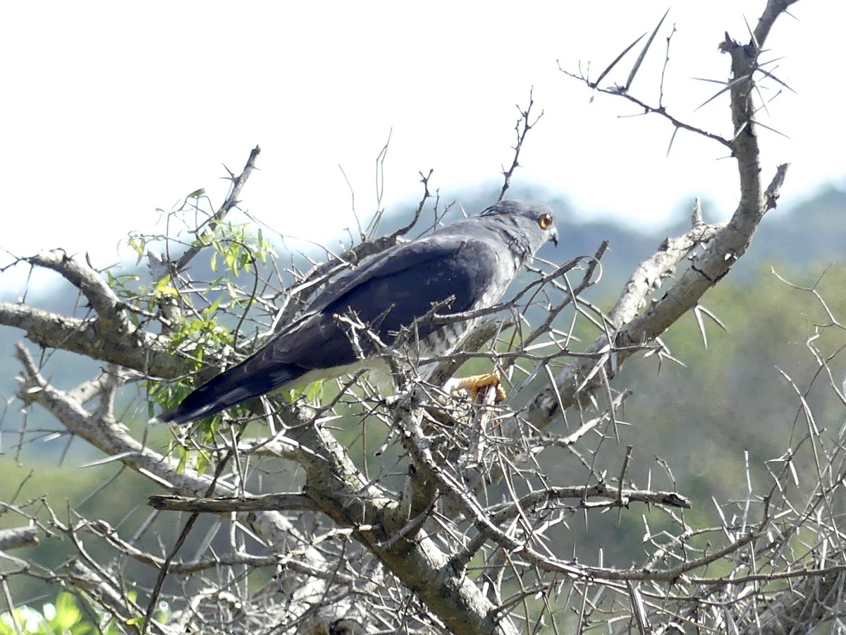 African Cuckoo-Hawk - ML646195794