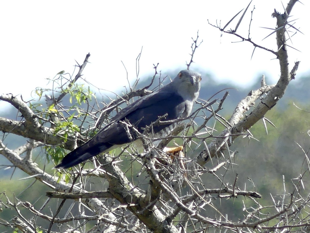 African Cuckoo-Hawk - ML646195795