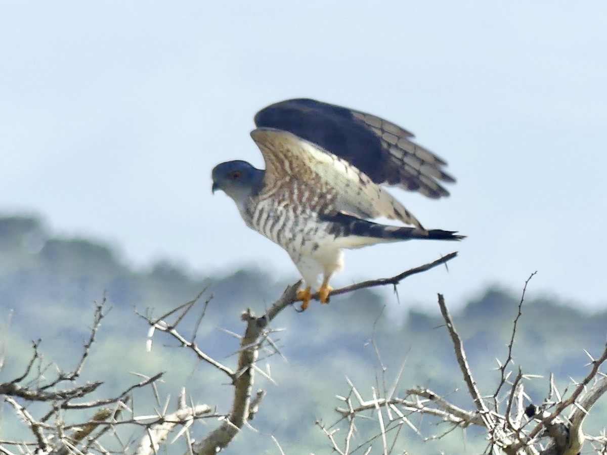 African Cuckoo-Hawk - ML646195796