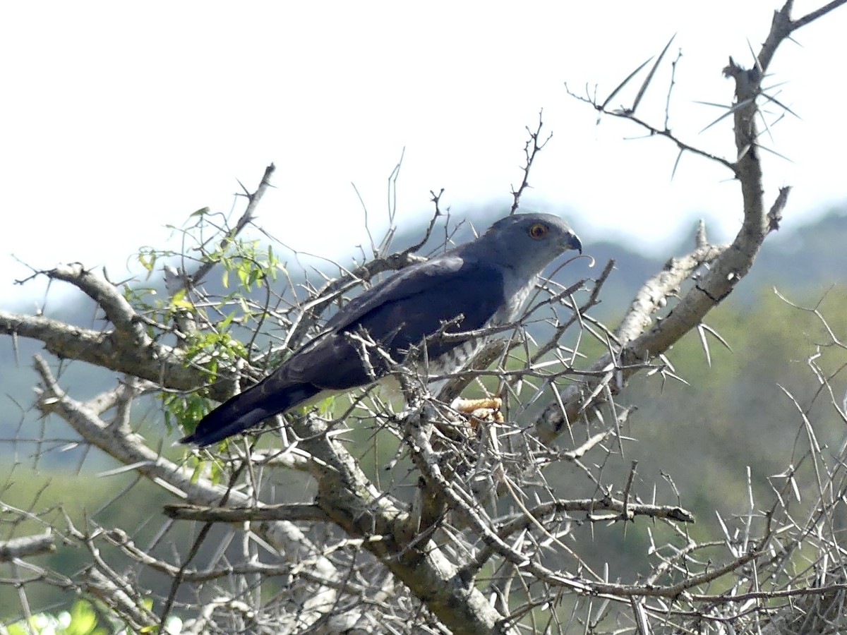 African Cuckoo-Hawk - ML646195797