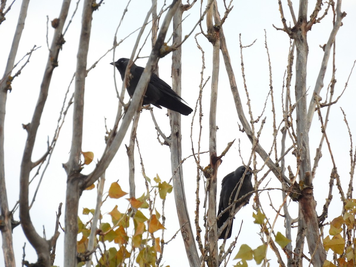 Taccola - ML646195798