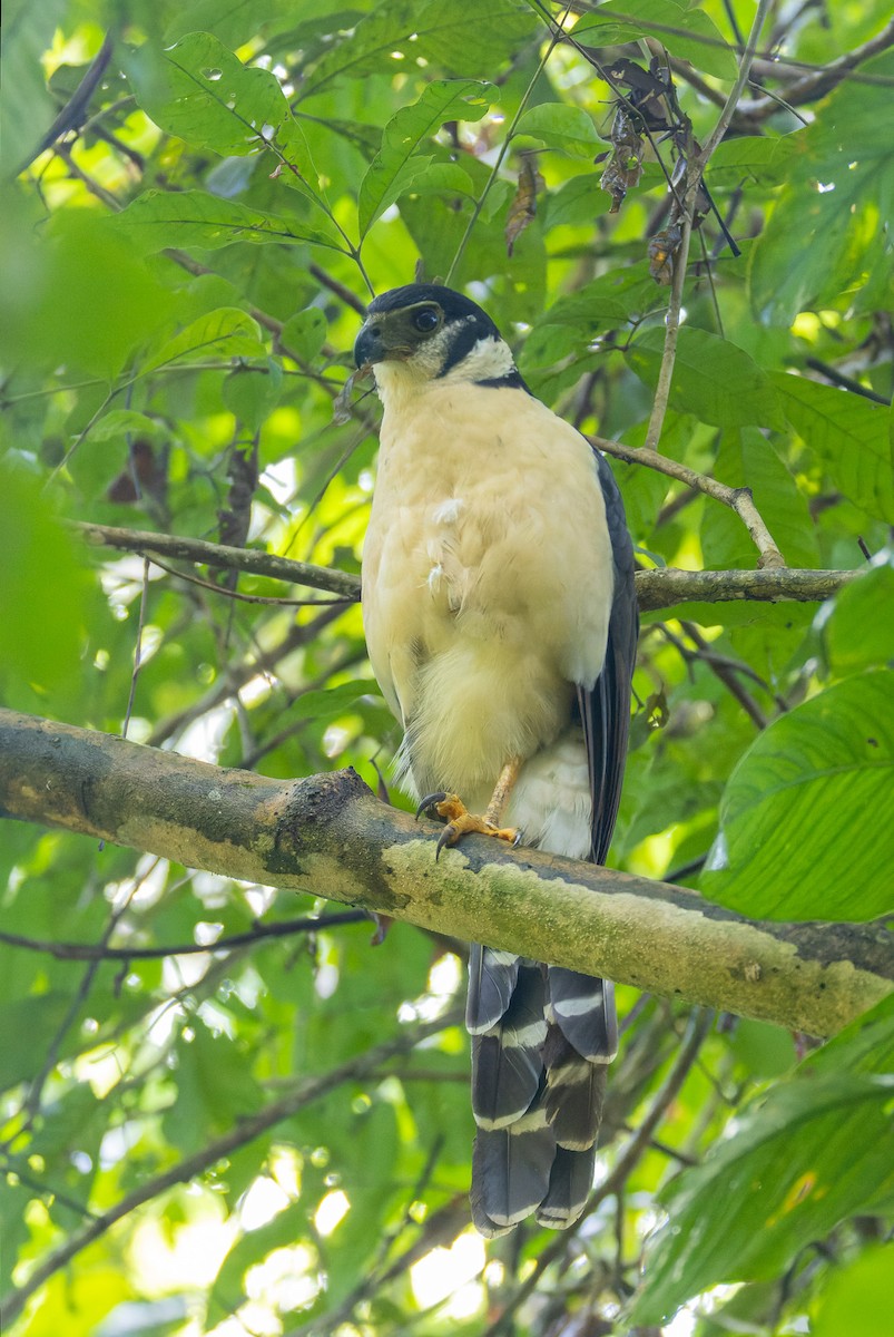 Collared Forest-Falcon - ML646195799