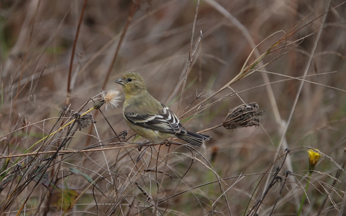 Lesser Goldfinch - ML646195800