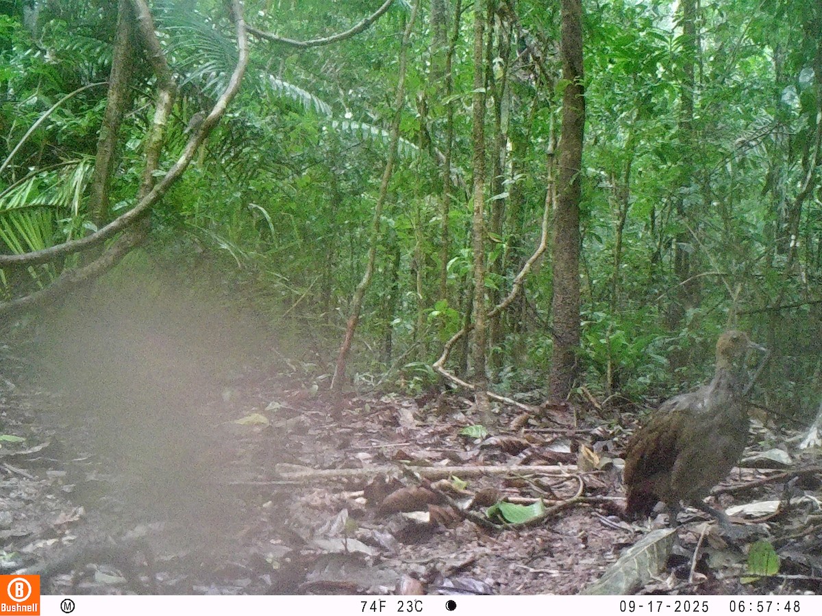 Great Tinamou - ML646195801