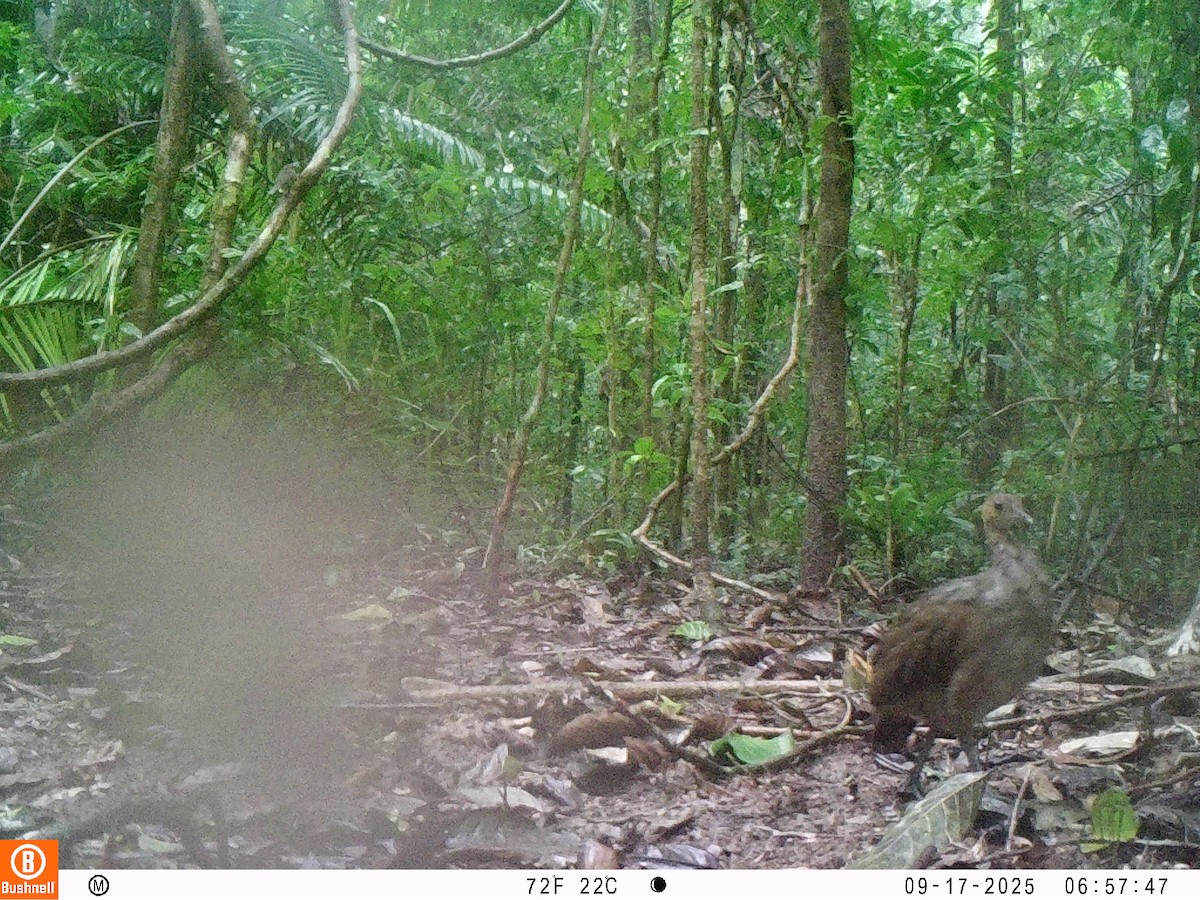 Great Tinamou - ML646195802