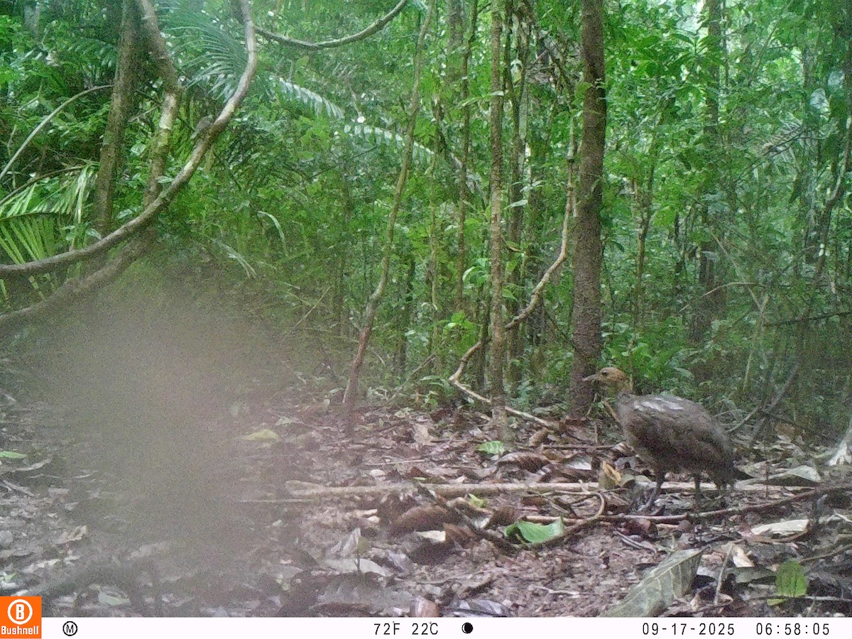 Great Tinamou - ML646195803