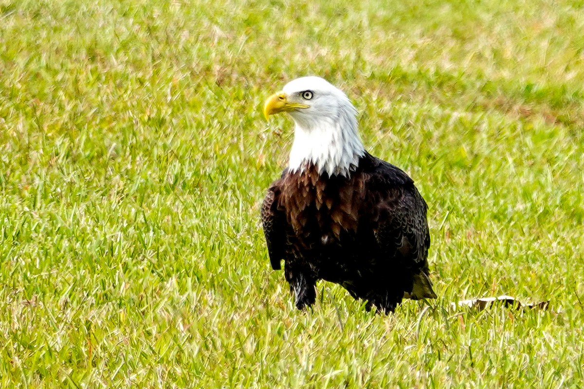 Bald Eagle - ML646195804