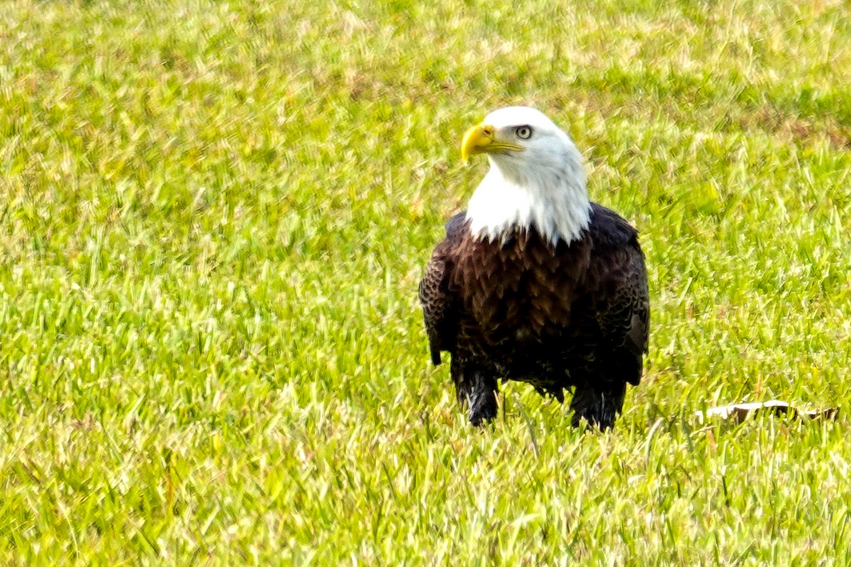 Bald Eagle - ML646195805