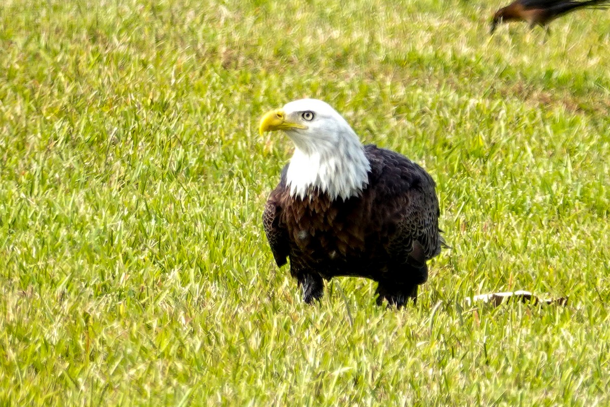 Bald Eagle - ML646195806