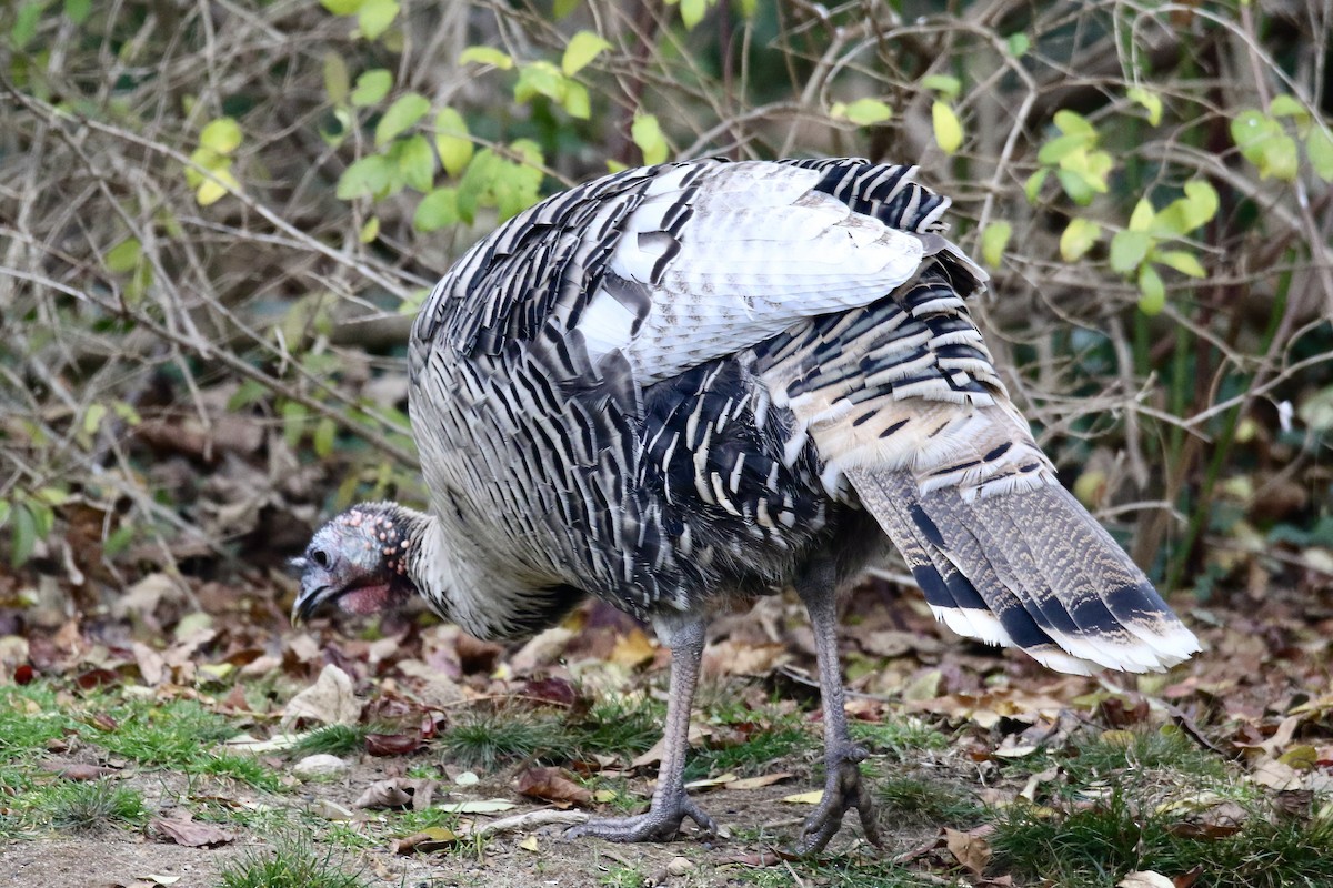 Tacchino selvatico - ML646195807