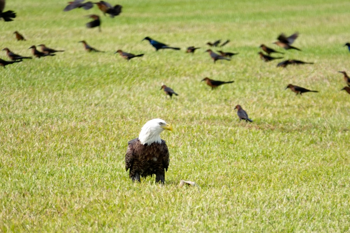 Bald Eagle - ML646195809